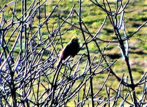 mannliche-goldammer-emberiza-citrinella-l-1758-22266.jpeg