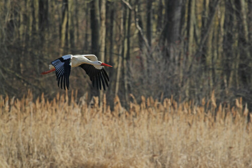 

Aufnameort: Rheinebene
Kamera: Canon EOS 7D, Objektiv 100-400 mm