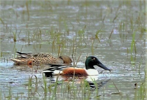 Löffelentenpaar im Biotop

Aufnameort: Wetterau - Bingenheimer Ried
Kamera: Nikon D 3000