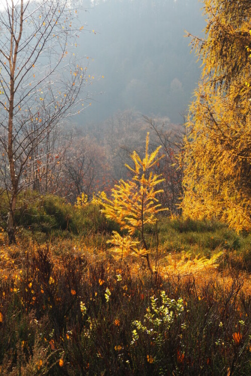 herbstpracht-22327.jpeg