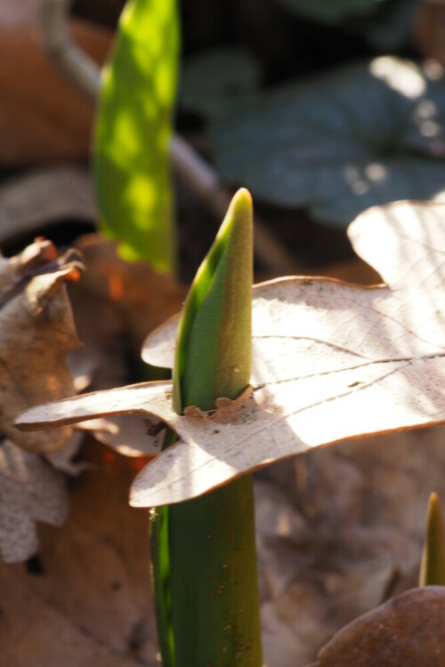 Diese Tulpe hatte es offenbar besonders eilig...

Aufnameort: eigener Garten
Kamera: OLYMPUS OM-D E-M10 Mark II