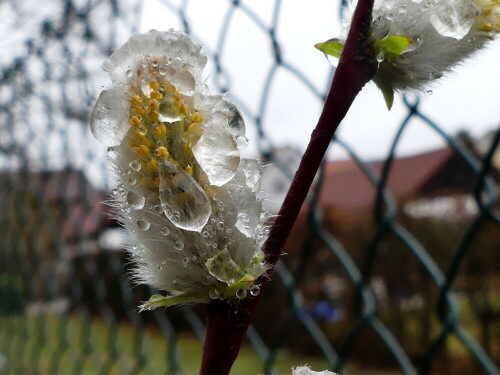 

Aufnameort: Weidenbach in meinem Garten
Kamera: Panasonic Lumix FZ 300