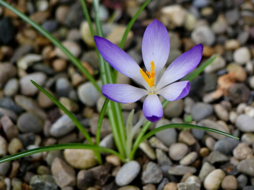 

Aufnameort: Weidenbach in meinem Garten
Kamera: Panasonic Lumix FZ 300