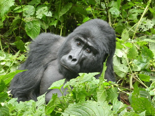 Berg-Gorilla_Afrika, Uganda_Bwindi-Nationalpark

Aufnameort: Uganda_Bwindi-Nationalpark
