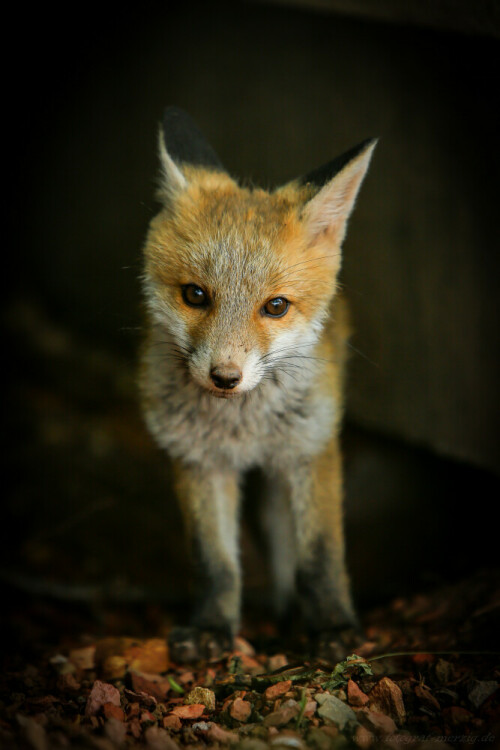 Der neugierige kleine Jungfuchs liess sich von mir und der Kamera nicht beeindrucken und liess sich geduldig Portraitieren.

Aufnameort: 66663 Merzig, Saar
Kamera: Canon EOS 5D III mit EF 70-200