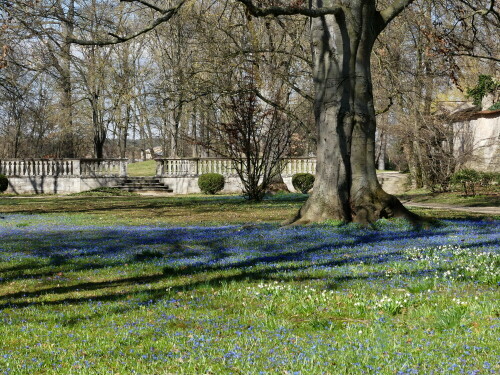 ellingen-schlosspark-blausternchenblute-22359.jpeg