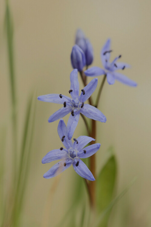 Zweiblättriger Blaustern, Scilla bifolia

Aufnameort: Odenwald
Kamera: Canon EOS 60D, Objektiv 150 mm Makro