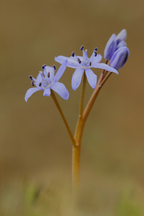 scilla-bifolia-22370.jpeg