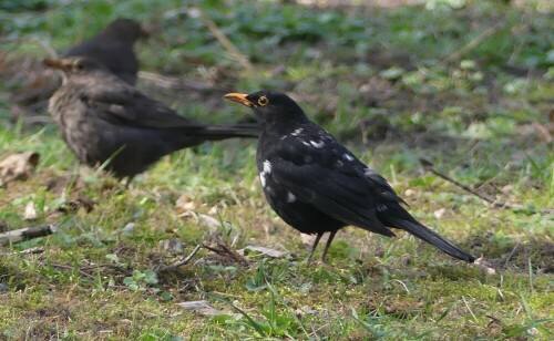 Schwarze Amsel mit weißen Flecken.

Aufnameort: Berliner Stadtpark - Steglitz
Kamera: Lumix