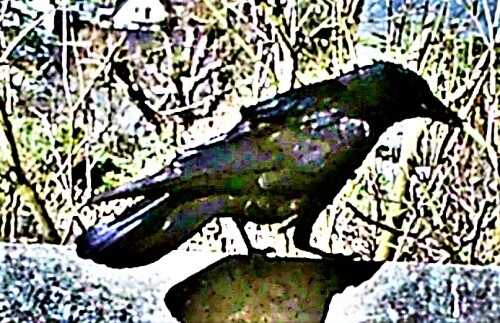 saatkrahe-corvus-frugilegus-l--22383.jpeg