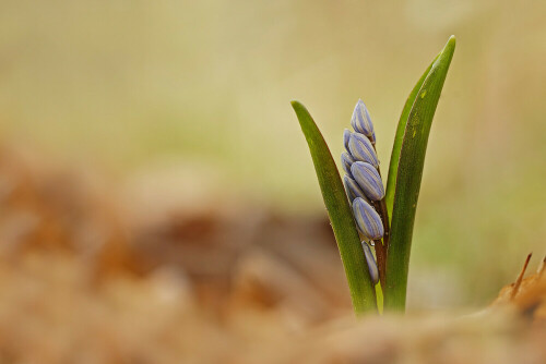 Zweiblättriger Blaustern (Scilla bifolia)

Aufnameort: Odenwald
Kamera: Canon EOS 60D, Objektiv Sigma 150 mm Makro