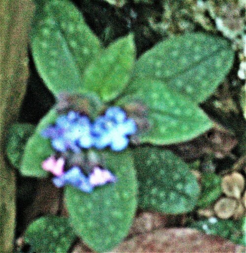 geflecktes-lungenkraut-pulmonaria-officinalis-l-22400.jpeg