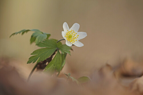 Buschwindröschen (Anemone nemorosa)

Aufnameort: Odenwald
Kamera: Canon EOS 60D, Objektiv Sigma 150 mm Makro