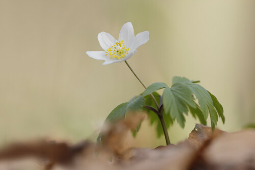 Buschwindröschen,Anemone nemorosa
 


Aufnameort: Odenwald
Kamera: Canon EOS 60D