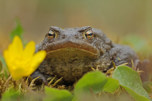 Erdkröte (Bufo bufo)	

Aufnameort: Odenwald
Kamera: Canon EOS 60D, Objektiv Sigma 150 mm Makro