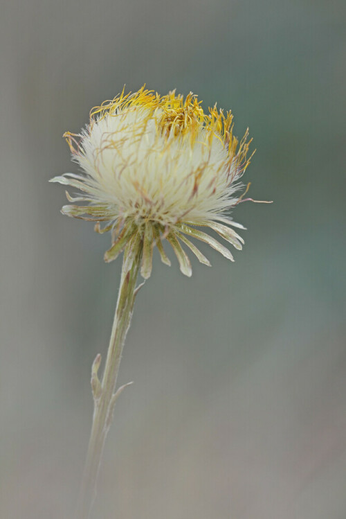 Samenstand des Huflattichs, Tussilago farfara

Aufnameort: Odenwald
Kamera: Canon EOS 60D, Objektiv Sigma 150 mm Makro