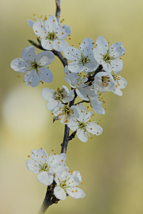 Schwarzdorn (Prunus spinosa), Schlehe, Schlehdorn	

Aufnameort: Hessische Bergstraße
Kamera: Canon EOS 60D, Objektiv Sigma 150 mm Makro