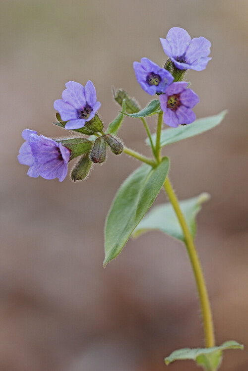 Lungenkraut, Pulmonaria

Aufnameort: Hessische Bergstraße
Kamera: Canon EOS 60D, Objektiv Sigma 150 mm Makro