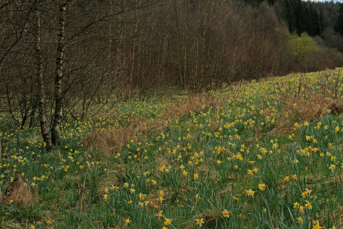 Gelbe Narzisse, Narcissus pseudonarcissus

Aufnahmeort: Eifel
Kamera: Canon EOS 7D, Objektiv 17-40mm

© Alle von mir veröffentlichten Bilder unterliegen dem Urheberrecht und dürfen ohne meine schriftliche Genehmigung nicht verwendet werden.