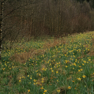 wild-wachsende-narzissen-in-der-eifel-22431