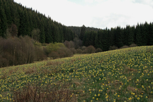 Gelbe Narzisse, Narcissus pseudonarcissus

Aufnahmeort: Eifel
Kamera: Canon EOS 7D, Objektiv 28-70mm

© Alle von mir veröffentlichten Bilder unterliegen dem Urheberrecht und dürfen ohne meine schriftliche Genehmigung nicht verwendet werden.