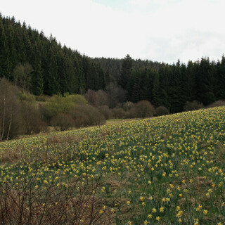 wild-wachsende-narzissen-in-der-eifel-22432