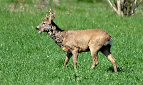 am Rande der "Dorfwiesen"

Aufnameort: Wetterau
Kamera: Nikon D 300