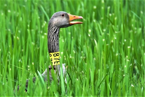 87-e-versteckt-sich-im-gras-22441.jpeg