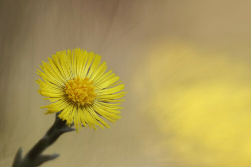 Huflattich, Tussilago farfara

Aufnameort: Odenwald
Kamera: Canon EOS 60D, Objektiv 150mm Makro