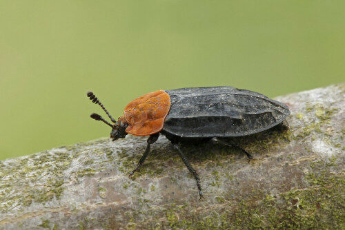 Rothalsige Silphe, Oiceoptoma thoracicum

Aufnameort: Odenwald
Kamera: Canon EOS 60D, Objektiv 150mm Makro