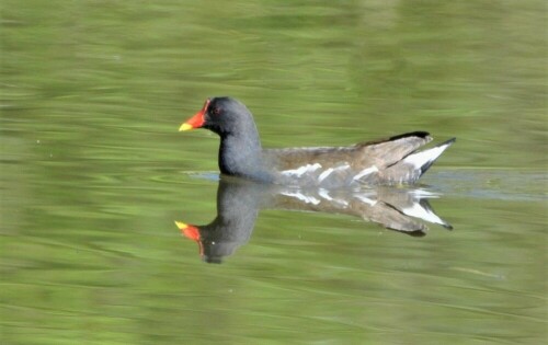 Doppelte Teichralle - Teichhuhn

Aufnameort: Teich - Bad Nauheim
Kamera: Nikon D 300