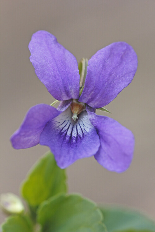 Wald-Veilchen, Viola reichenbachiana, Blüte

Aufnameort: Heppenheim, Bergstraße
Kamera: Canon EOS 60D, Objektiv 150mm Makro