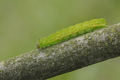 Raupe, Achateule, Phlogophora meticulosa

Aufnameort: Odenwald
Kamera: Canon EOS 60D, Objektiv 150mm Makro