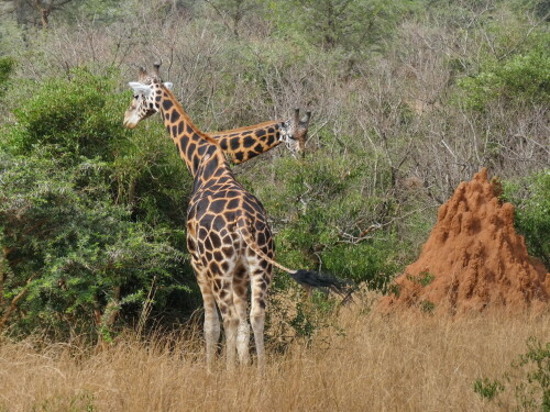 Giraffen_Rotschild-Giraffe

Aufnameort: Afrika_Uganda_Murchinson-Fall_Nationalpark
Kamera: Lumix TZ81