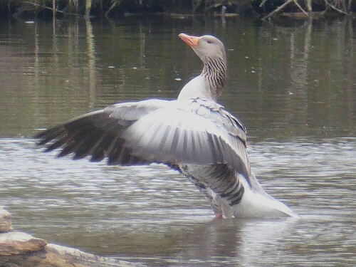 Bin ich nicht schön?
Die Graugans in ihrer ganzen Pracht!

Aufnameort: Naturschutzgebiet Lichternsee (Ulm)
Kamera: Panasonic Lumix TZ 71