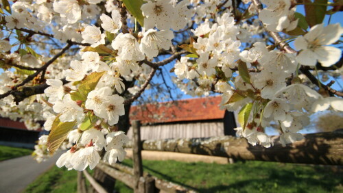 odenwald-fruhling-22472.jpeg