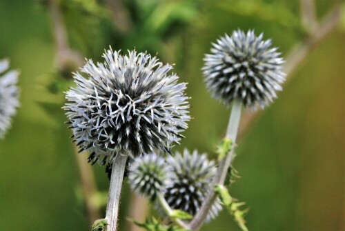 blühende Kugeldistel

Aufnameort: Wetterau - am  "Honigberg"
Kamera: Nikon D 3000