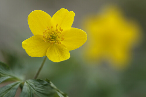 Gelbes Windröschen, Anemone ranunculoides, Blüte

Aufnameort: Odenwald
Kamera: Canon EOS 60D, Objektiv 150mm Makro