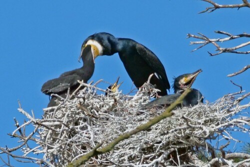 kormorane-futter-rechtem-vogel-23817.jpeg