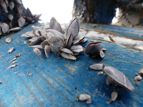 Viel Leben findet sich auf den schwarzkiesigen Stränden an der Nordküste Gomeras meist nicht. Es sei denn, es wird angespült - wie diese Entenmuscheln auf blauem Treibholz. Aber auch das ist ja nur eine vorübergehende Belebung.

Aufnameort: Gomera, Playa de Hermigua
Kamera: Panasonic DMC-FZ300