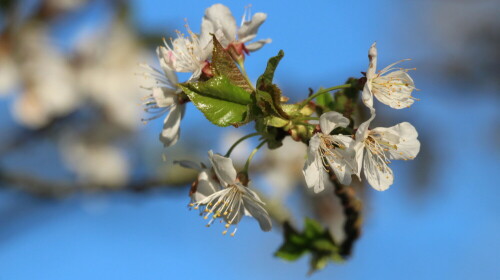 Aufnahme beim Frühjahrs - Spaziergang

Aufnameort: Ostertal - Odw.
Kamera: Canon1300 D