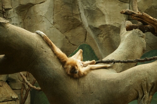 Weißhandgibbon im Kölner Zoo

Aufnameort: Kölner Zoo
Kamera: Sony Alpha 7/II