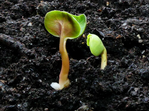 pflanzenleben-beginnt-samlinge-der-wunderblume-22520.jpeg