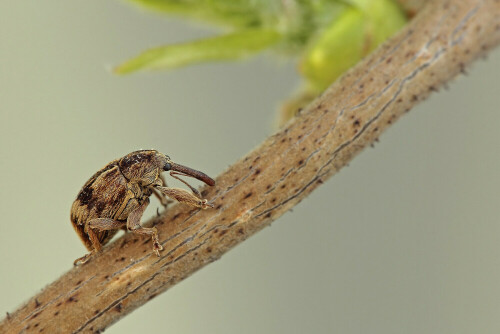 Kirschkernstecher, Anthonomus rectirostris, max 5mm

Aufnameort: Odenwald
Kamera: Canon EOS 60D, Objektiv 150mm Makro