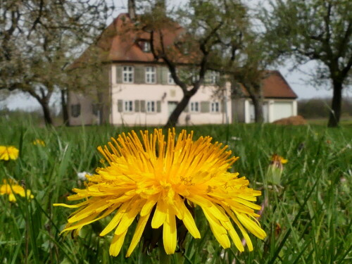 

Aufnameort: Triesdorf Pomoretum
Kamera: Panasonic Lumix FZ 300