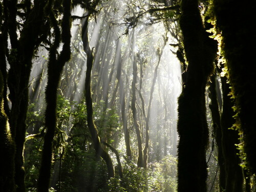 nebelwald-auf-la-gomera-23405.jpeg