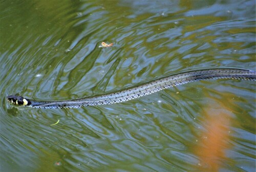 ..sie gleitet übers Wasser

Aufnameort: Fischteich Stammheim - Wetterau
Kamera: Nikon D 3000