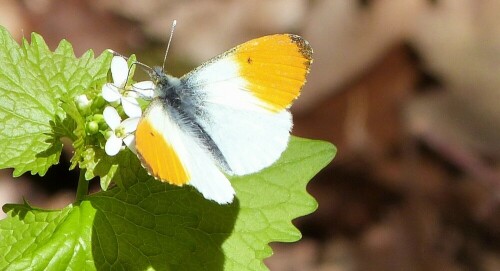 Die Knoblauchsrauke, scheint für Schmetterlinge optimal zu sein.
Mehrere Arten konnte ich in den letzten Tagen dort fotografieren.

Aufnameort: Egelsbach, Koberstadt
Kamera: Lumix FZ48