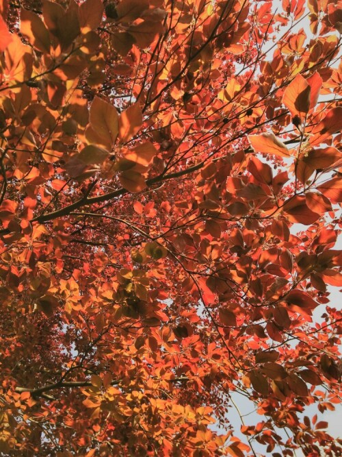 Blutbuchen sind in Wirklichkeit Rotbuchen. Wegen der schönen roten Farbe der Blätter werden sie gerne in Parks gepflanzt.

Aufnameort: Stadtgarten Mülheim
Kamera: Fairphone 2