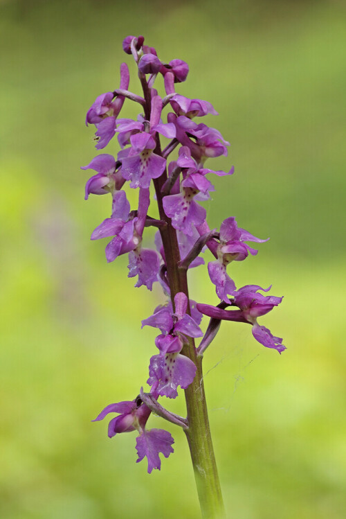 Wild wachsende Orchidee, Männliches Knabenkraut, Orchis mascula,

Aufnahmeort: Odenwald
Kamera: Canon EOS 60D, Objektiv 150mm Makro

© Alle von mir veröffentlichten Bilder unterliegen dem Urheberrecht und dürfen ohne meine schriftliche Genehmigung nicht verwendet werden.